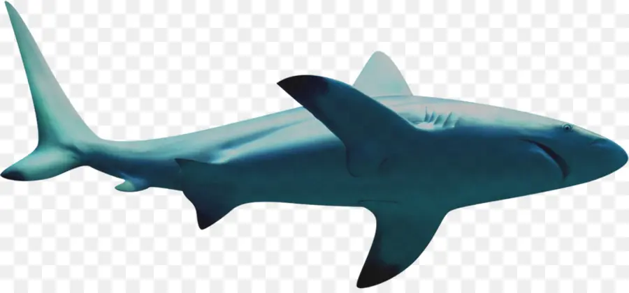 Tiburón Azul，Océano PNG