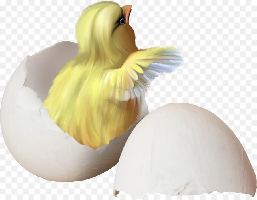 Pollo，Pascua PNG