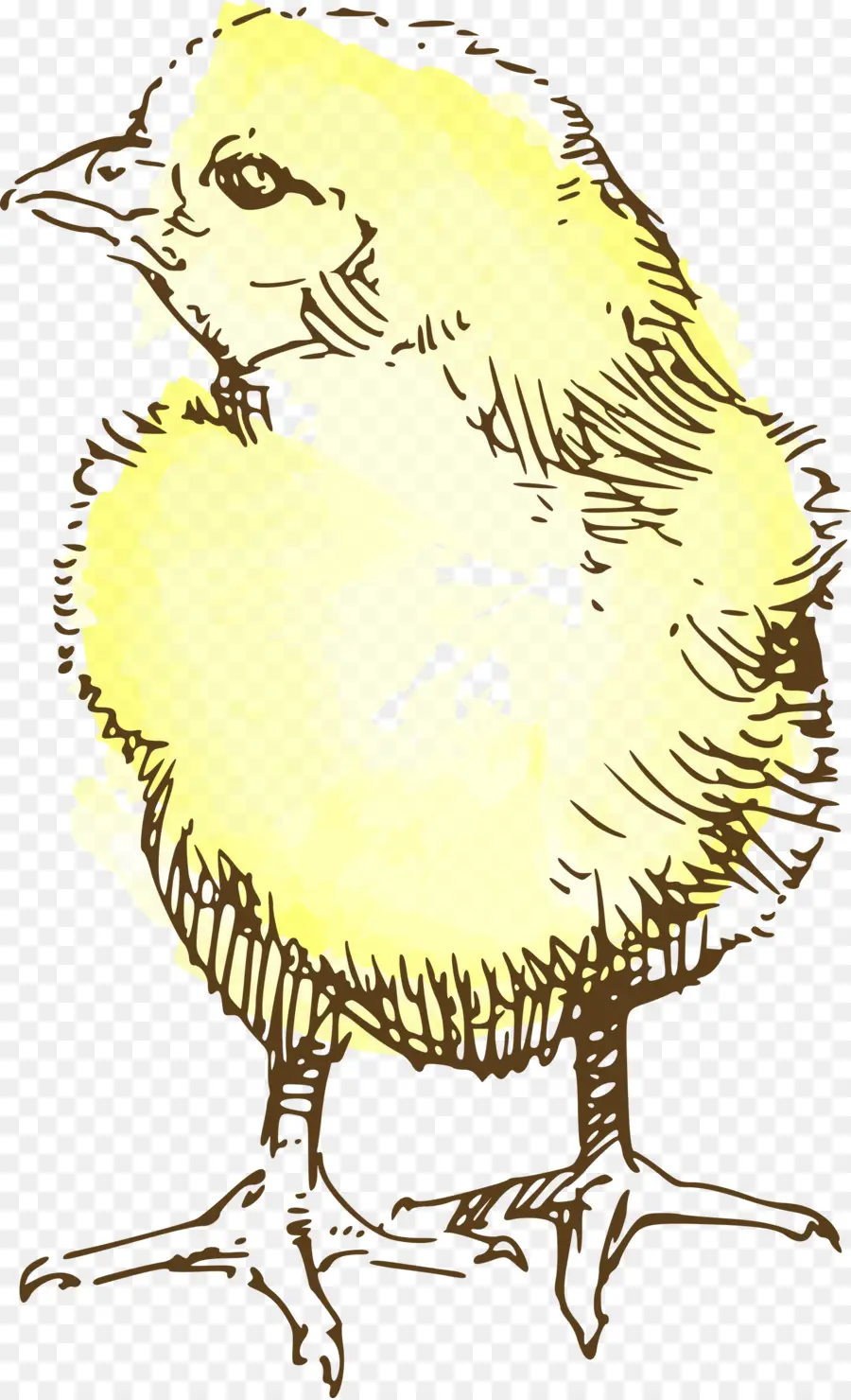 Pollo，Dibujo PNG