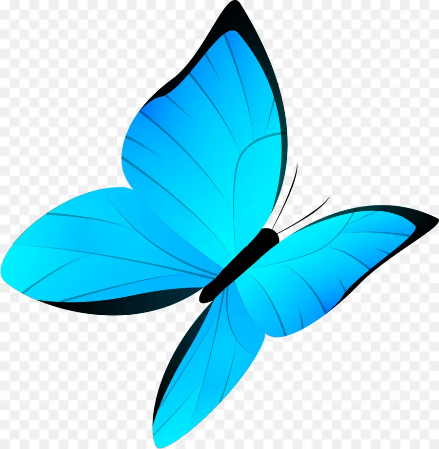 Mariposa，Dibujo PNG