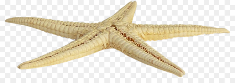 Estrella De Mar，Mar PNG