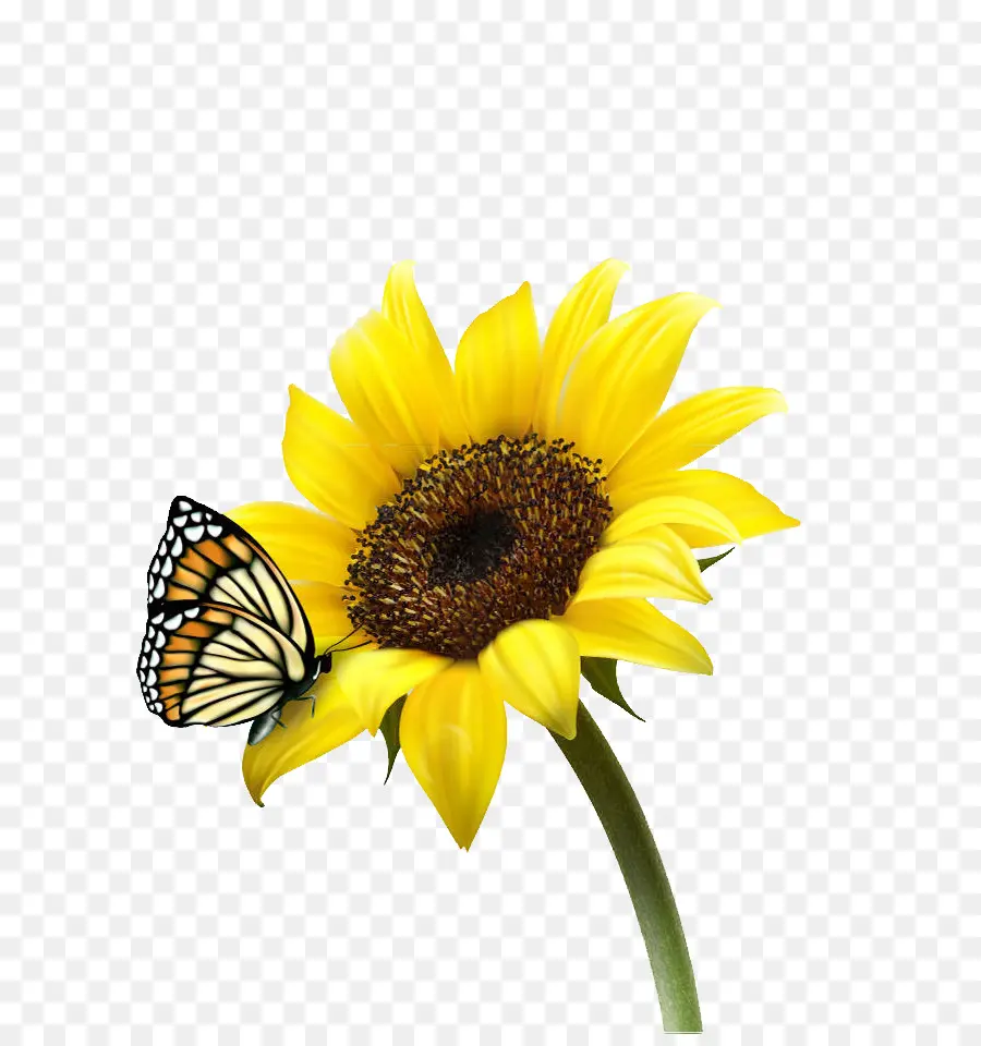 Común De Girasol，Descargar PNG