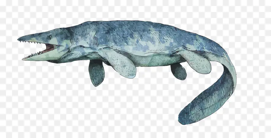 Tylosaurus，Mosasaurus PNG