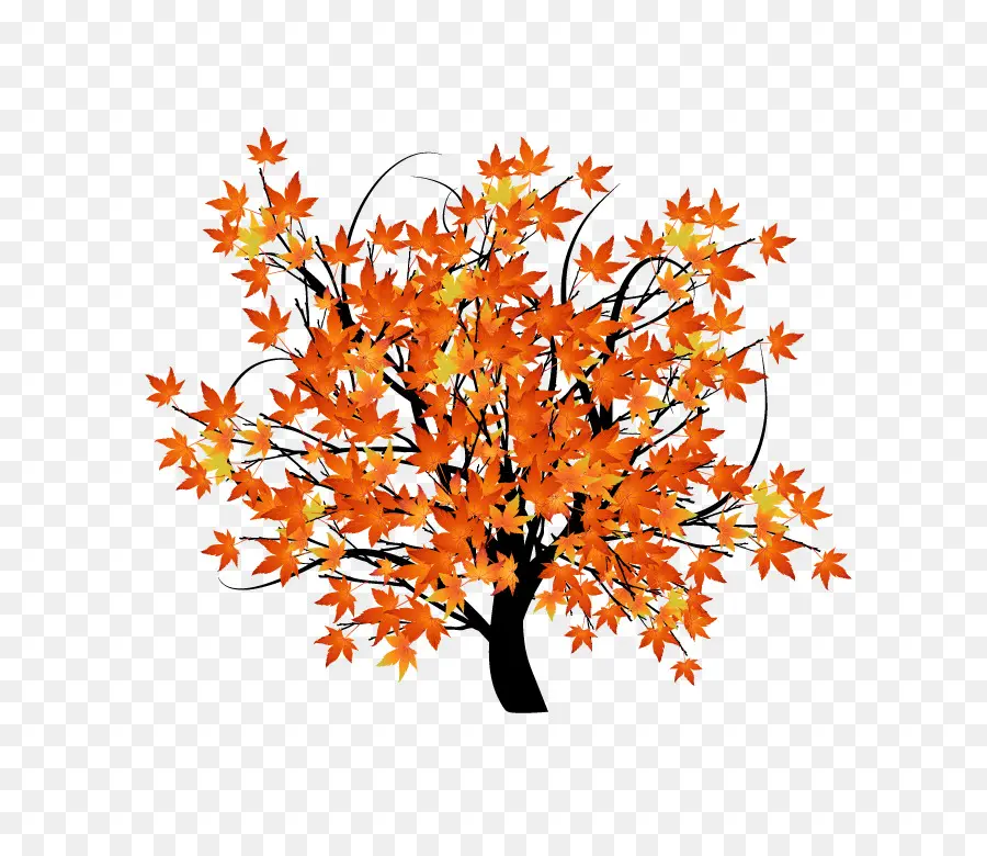 Color De Las Hojas En Otoño，árbol PNG