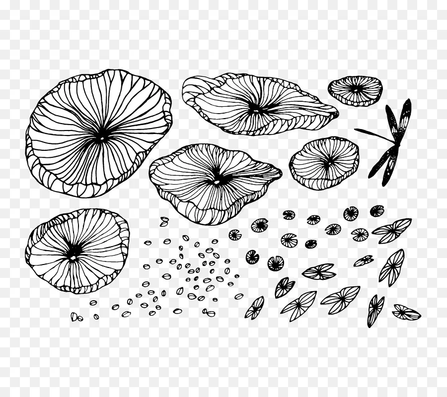 Flores En Blanco Y Negro，Pétalos PNG