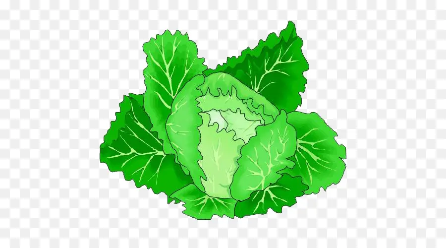 Lechuga，Verde PNG