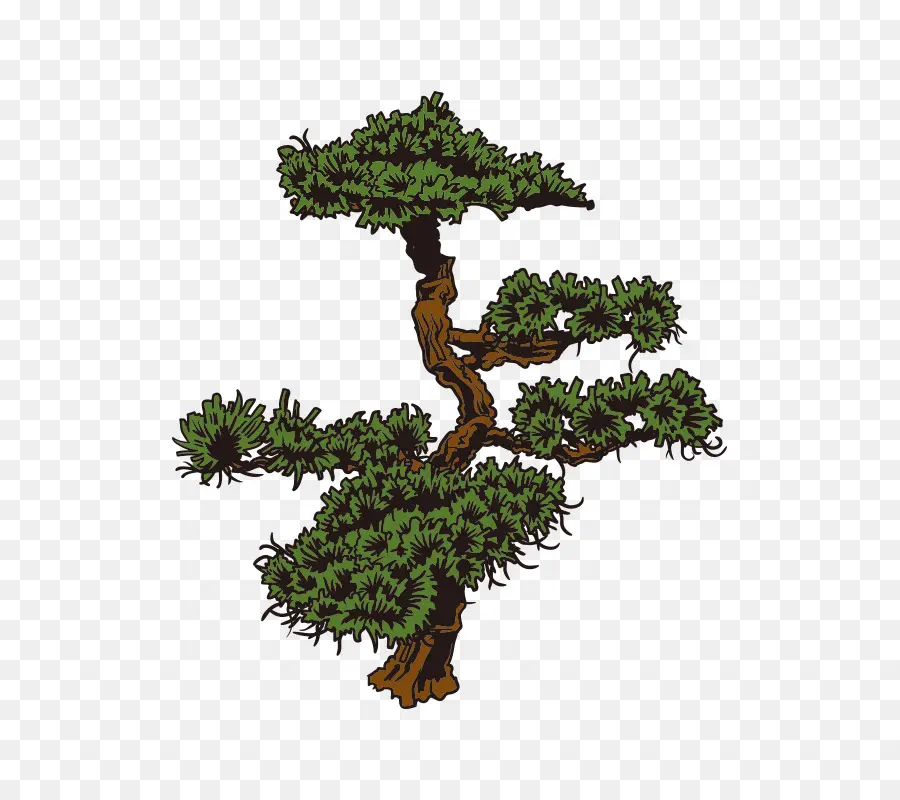 Árbol Bonsái，Bonsái PNG