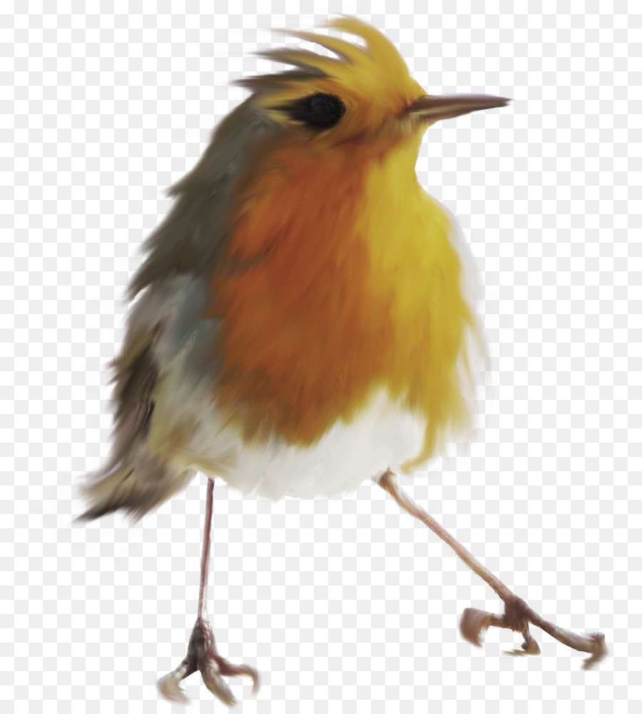 Lindo Pájaro，Plumas PNG