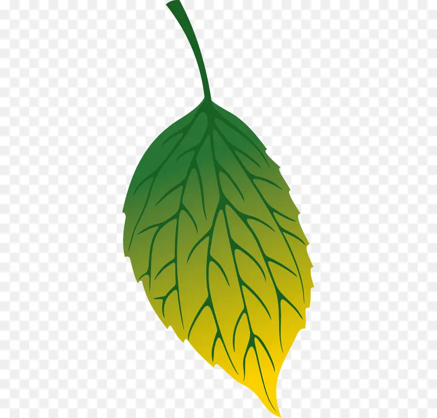 Hoja，Planta PNG