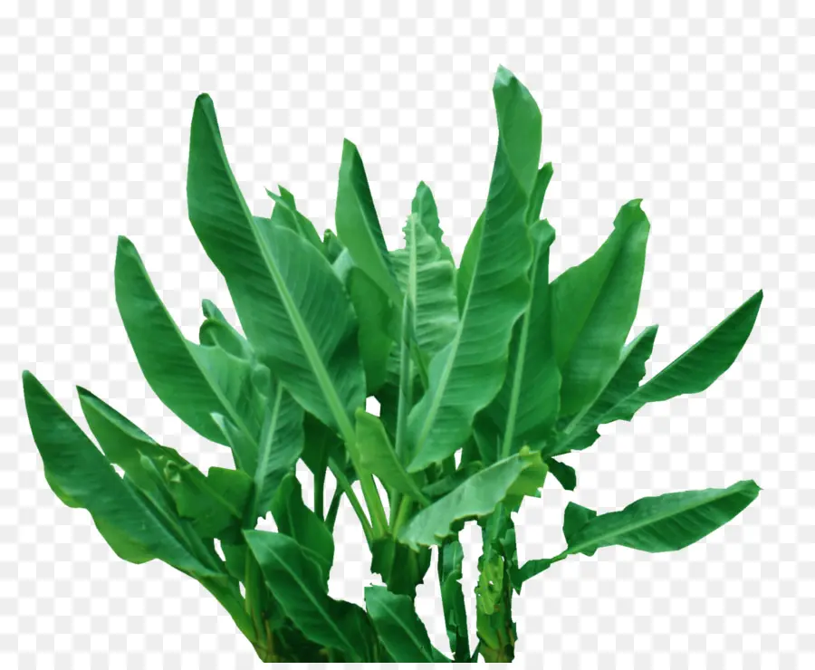 Planta，Hoja PNG