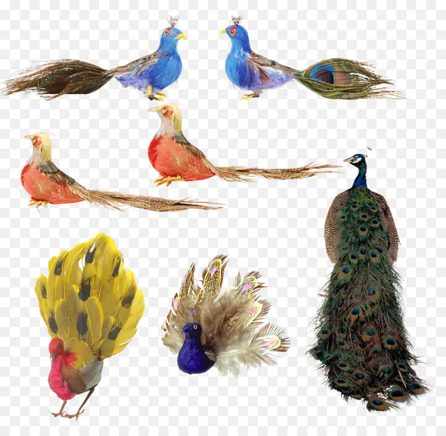 Pájaro，Pluma PNG