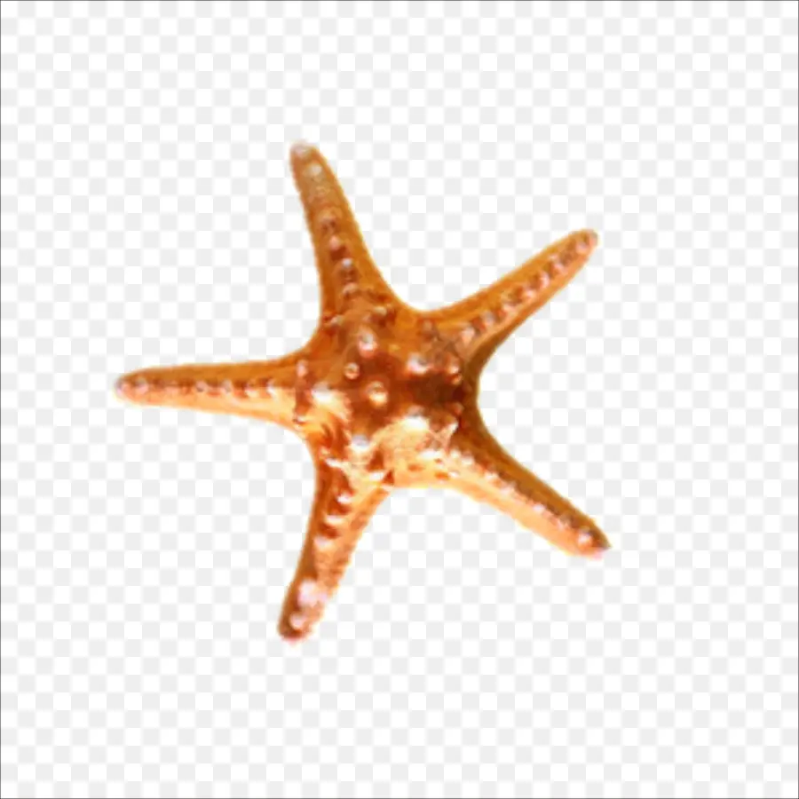 Mar，Estrella De Mar PNG