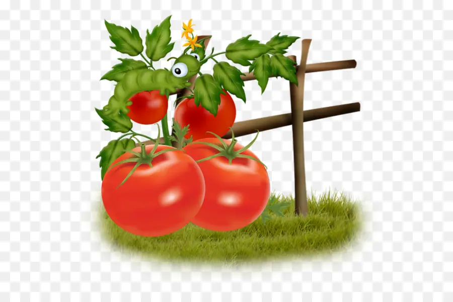 Tomate，Bush Tomate PNG