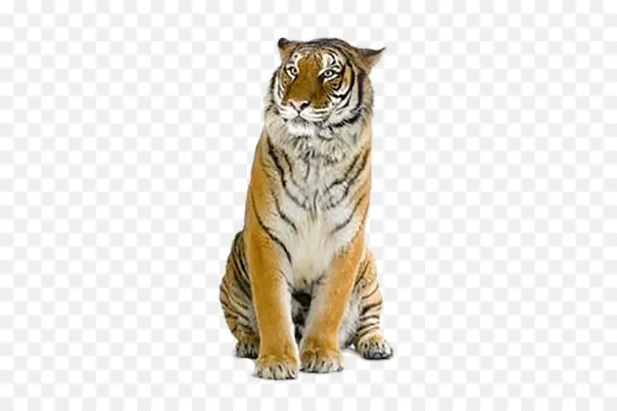 Tigre，Tenor PNG