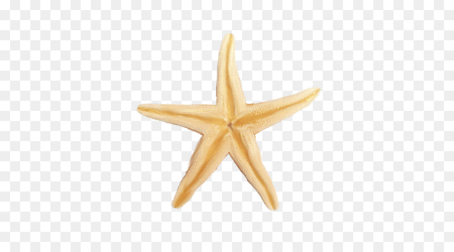 Estrella De Mar，Las Imágenes De Google PNG