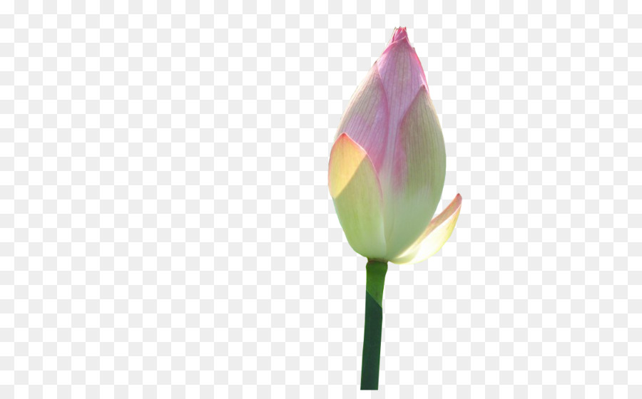 De Las Rosáceas，Tulip PNG