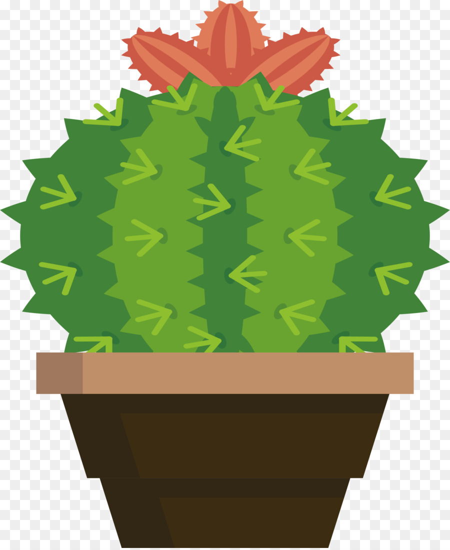 Cactaceae，Planta PNG