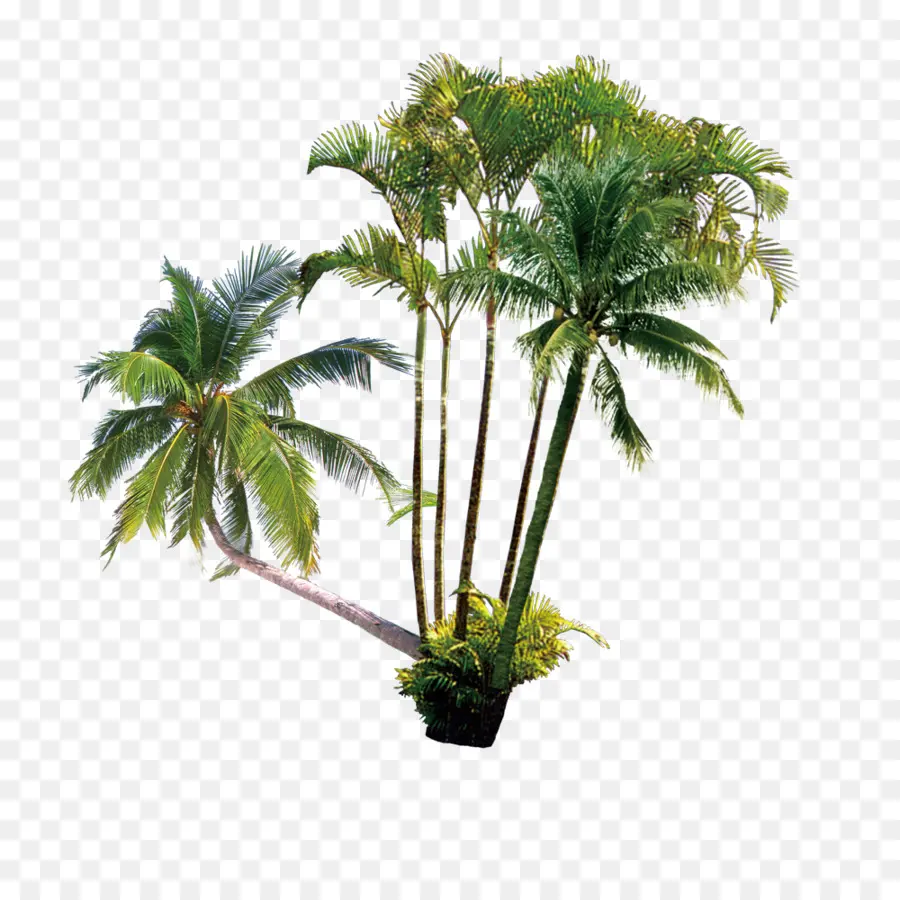 Arecaceae，La Leche De Coco PNG