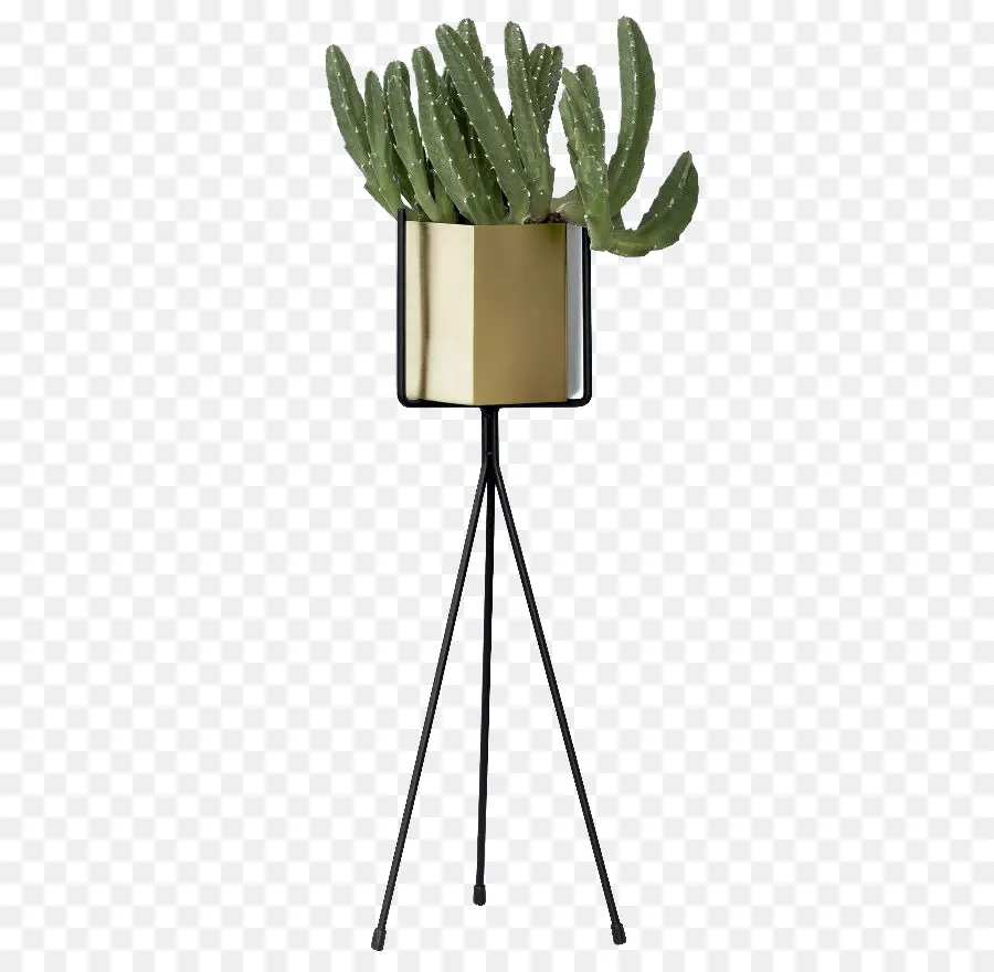 Planta，Maceta PNG