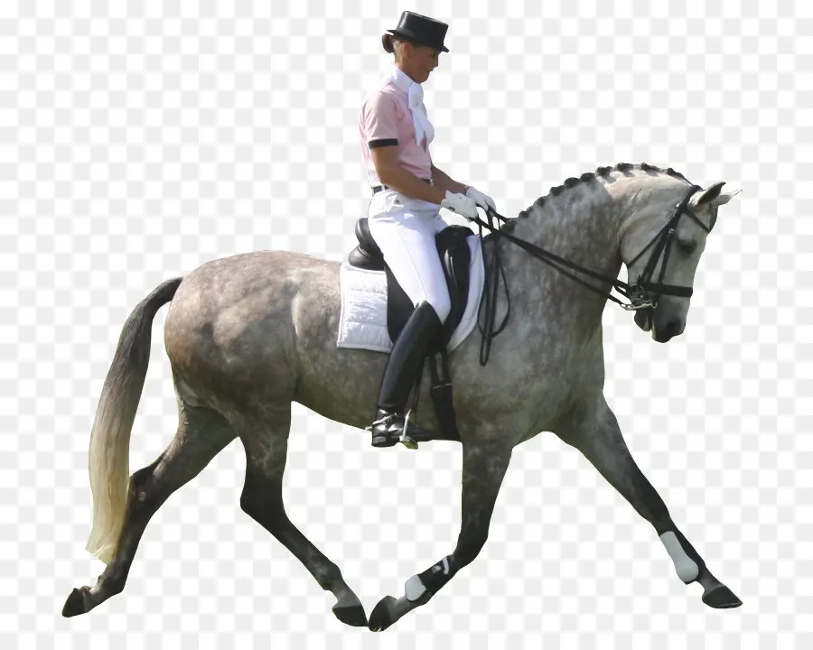 Caballo Andaluz，Pony PNG