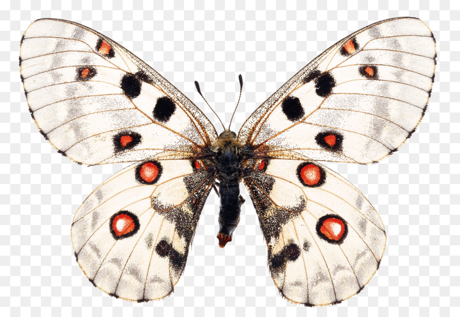 Mariposa，Apolo PNG