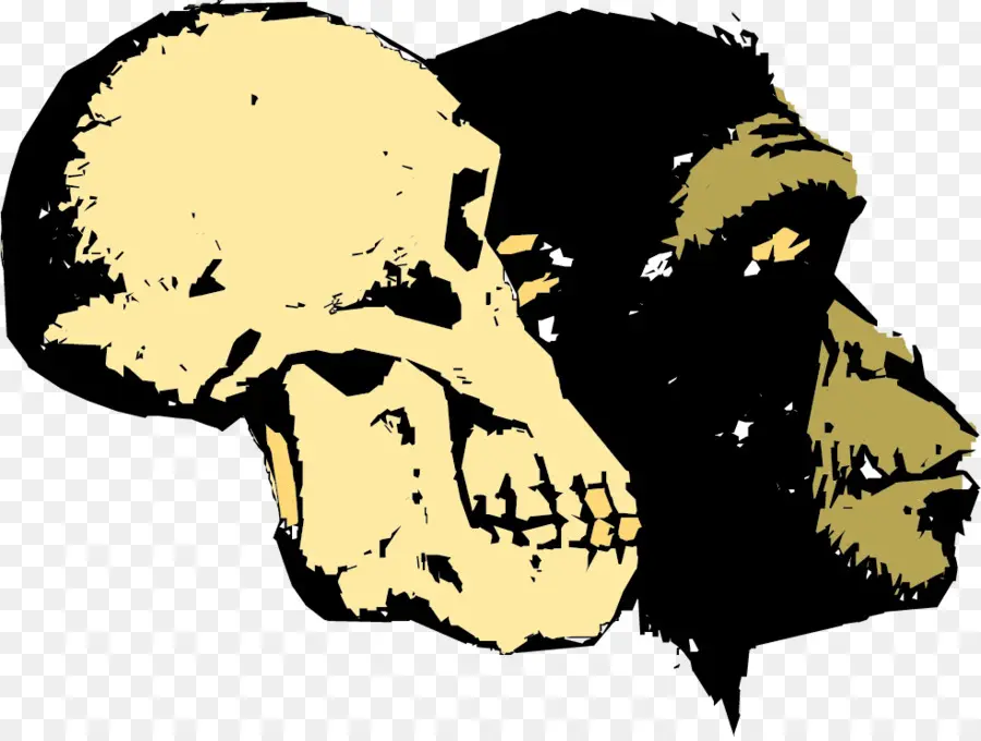 Calavera Y Chimpancé，Evolución PNG