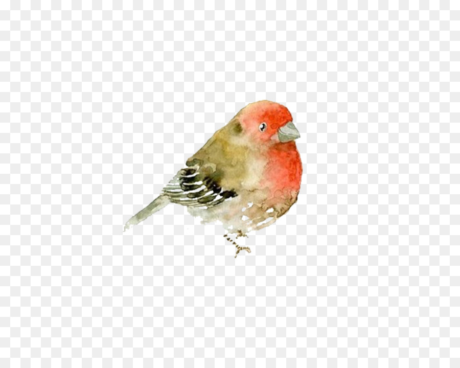 Pájaro，Petirrojo PNG