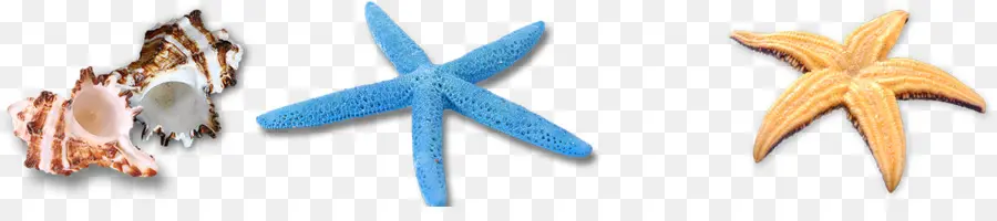 Estrellas De Mar Y Conchas，Océano PNG