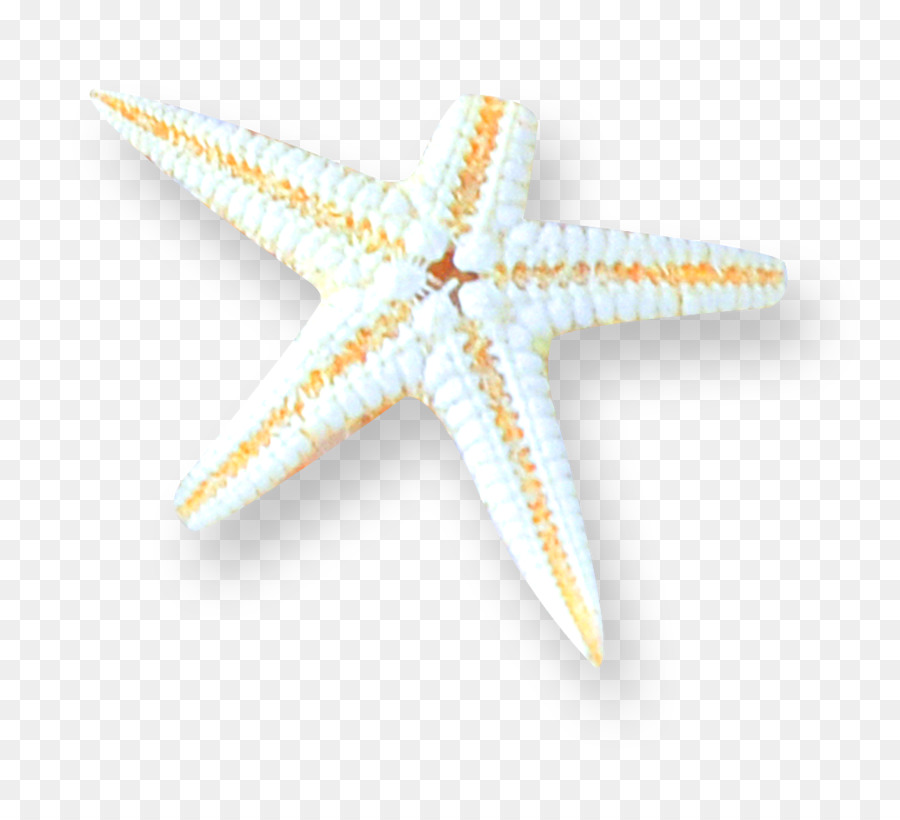 Estrella De Mar，Blanco PNG