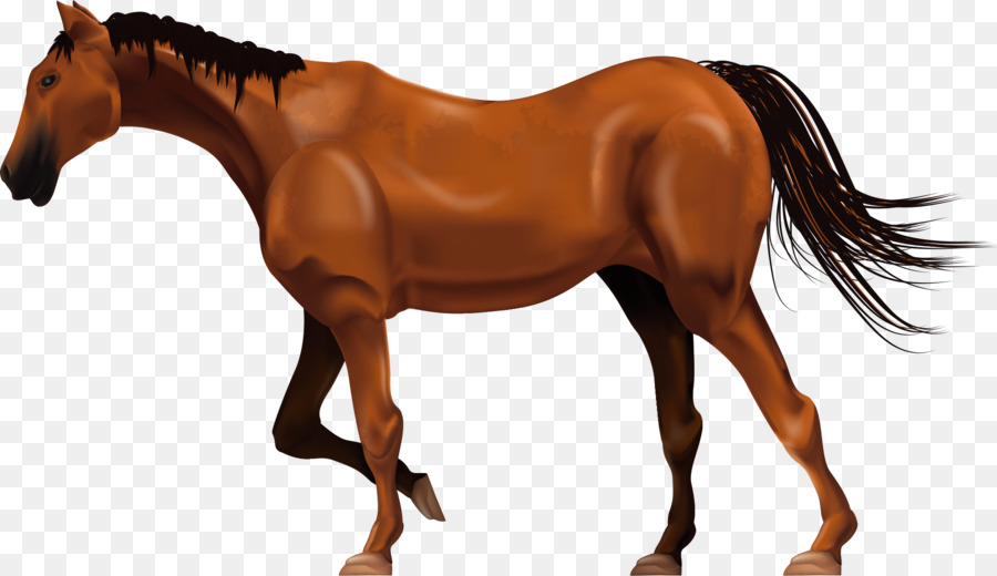 Fergana Caballo，Semental PNG