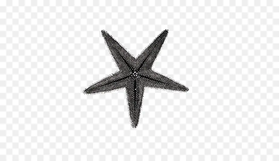 Estrella De Mar Negra，Estrella De Mar PNG