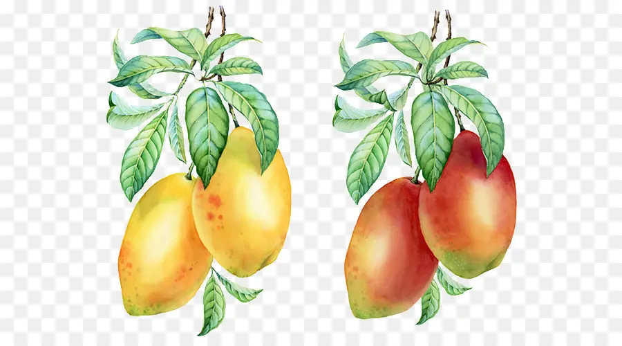 Pudín De Mango，Mango PNG