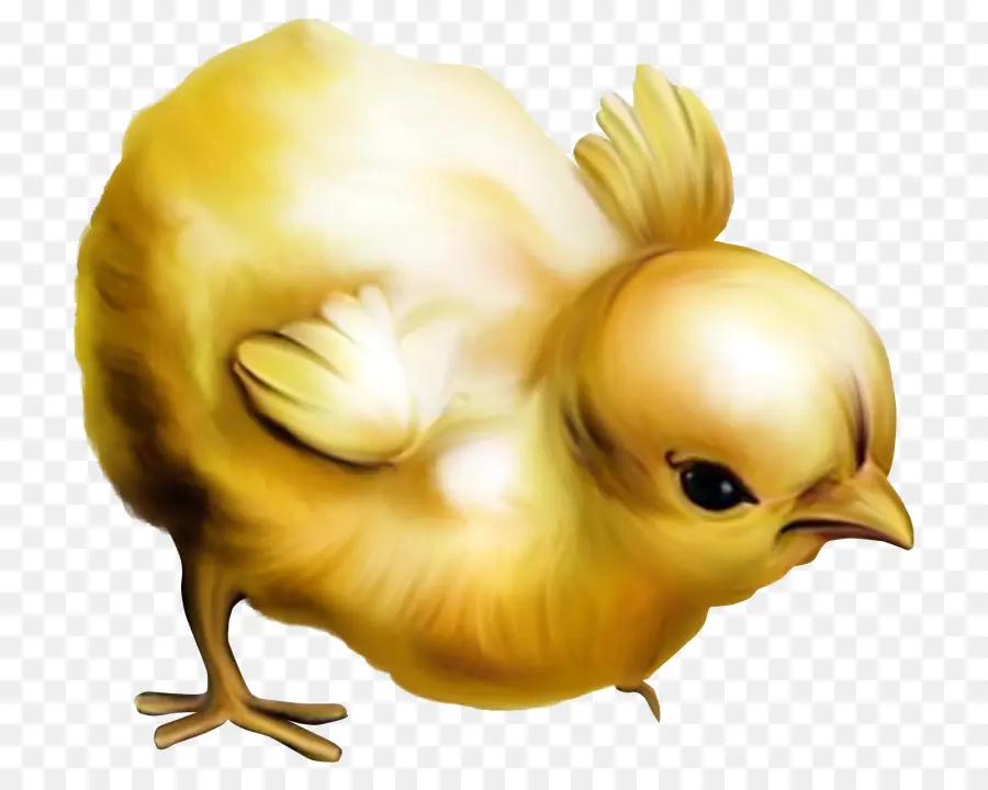 Pollo，Pascua PNG