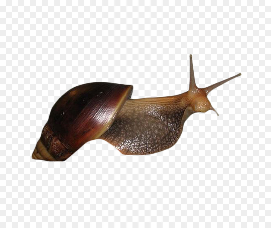 Caracol，Escargot PNG