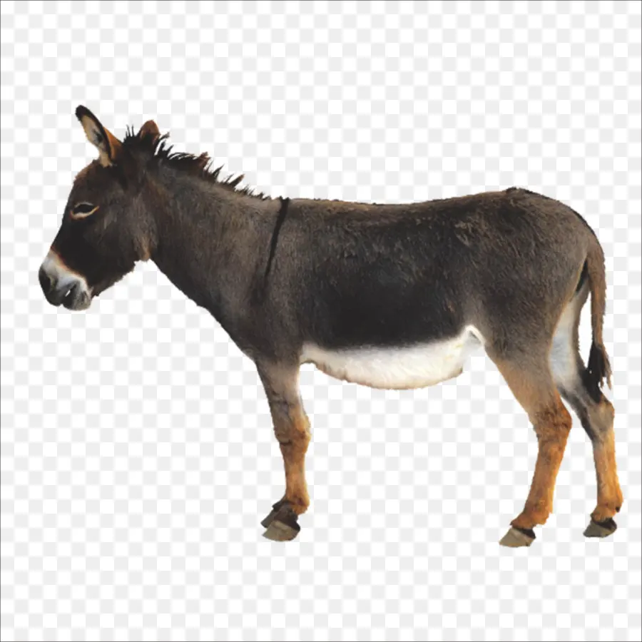 Burro，Descargar PNG