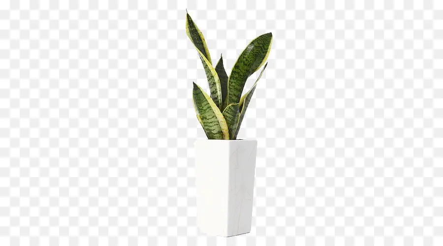 Planta，Descargar PNG