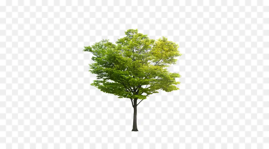 árbol，Naturaleza PNG