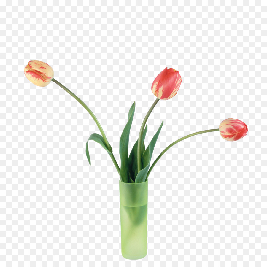 Tulip，Flor PNG