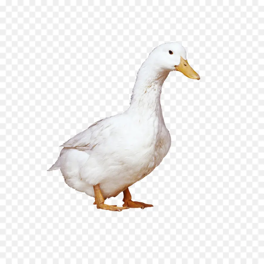 American Pekin，Pato PNG