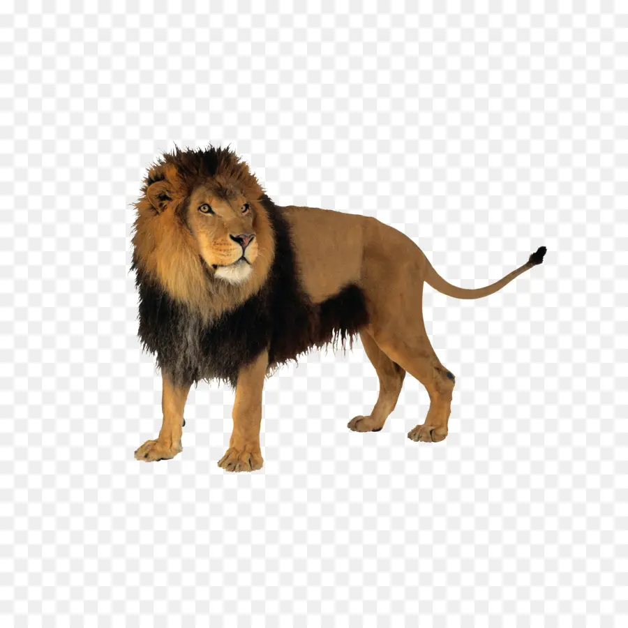 León，Gato PNG