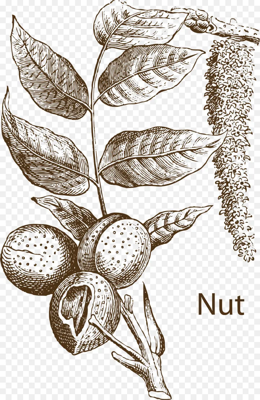 Planta De Nuez，Hojas PNG