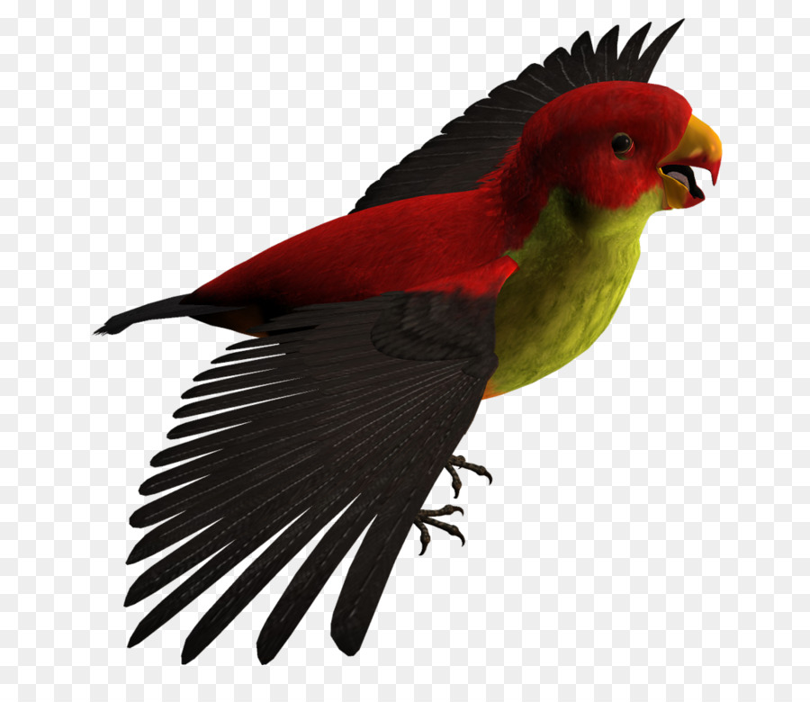 Budgericar，Agapornis PNG