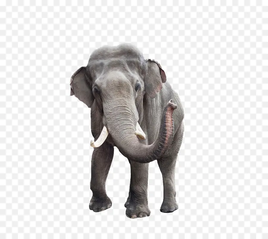 Elefante Africano De Sabana，Elefante Indio PNG