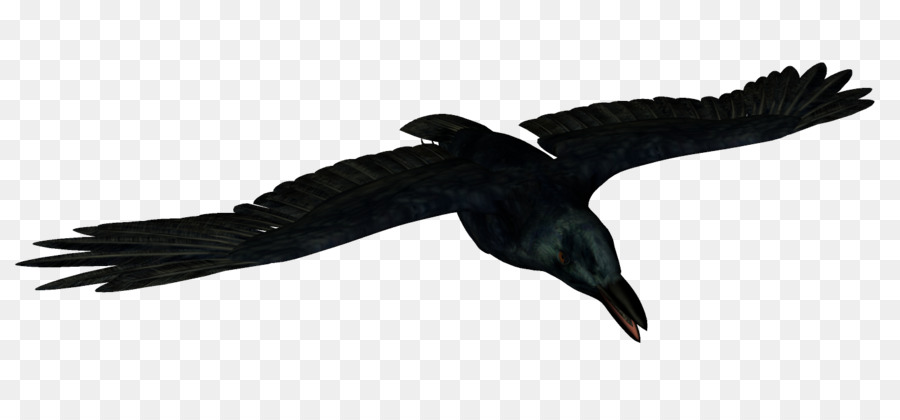 Pájaro，Común Raven PNG