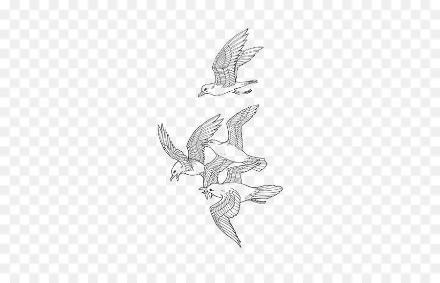 Aves，Vuelo PNG