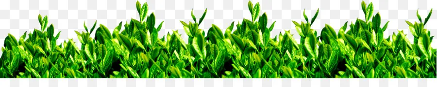 Té，Té Verde PNG