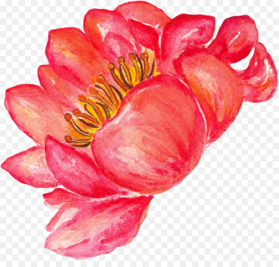 Pintura A La Acuarela，Flor PNG