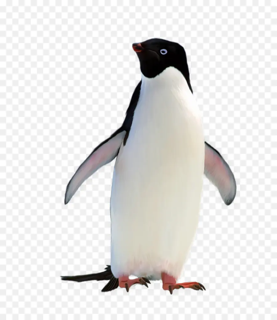Penguin，Pingüino Rey PNG