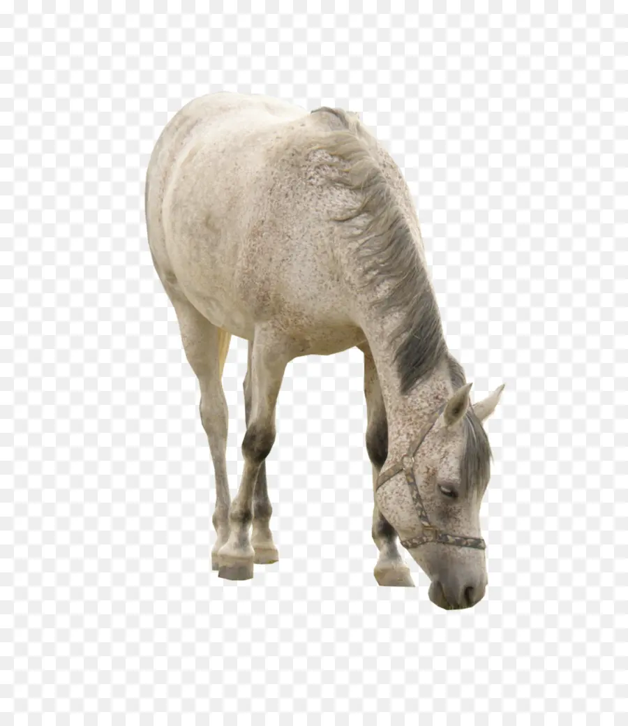 Caballo Blanco，Pasto PNG