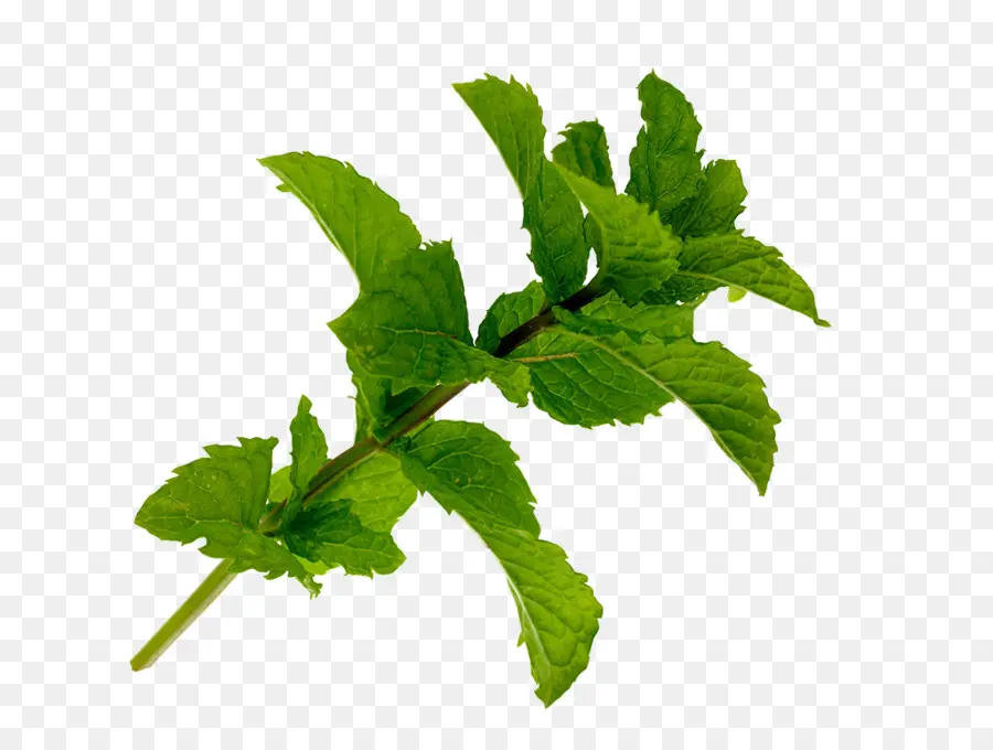 Mentha Spicata，Hoja PNG